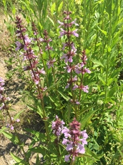 Stachys