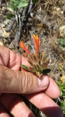 Monardella macrantha