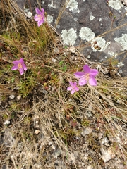 Phemeranthus mengesii