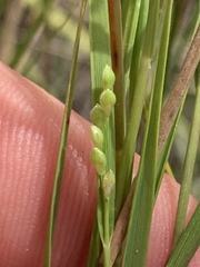Dichanthelium aciculare