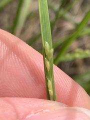 Dichanthelium aciculare