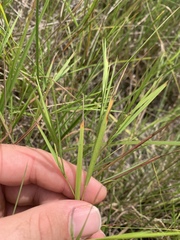 Dichanthelium aciculare