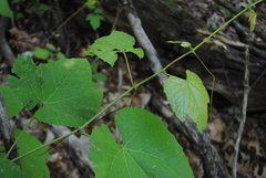 Vitis × novae-angliae