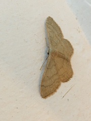 Idaea deversaria