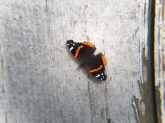 Vanessa atalanta
