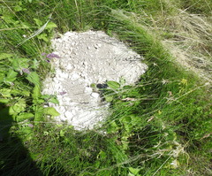 Spalax microphthalmus