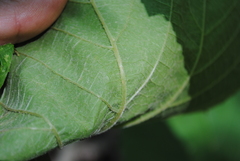 Vitis × novae-angliae