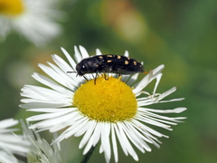 Acmaeodera octodecimguttata