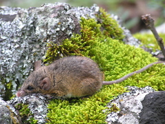 Peromyscus levipes