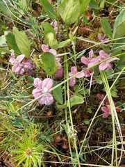 Exobasidium karstenii