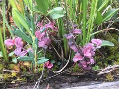 Exobasidium karstenii