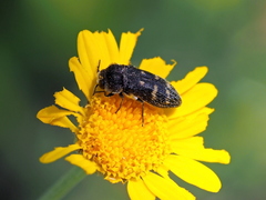 Acmaeoderella flavofasciata flavofasciata