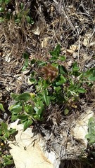 Monardella macrantha