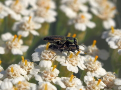 Anthaxia millefolii