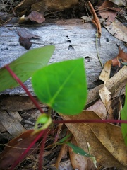 Homalanthus stillingiifolius