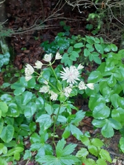 Astrantia