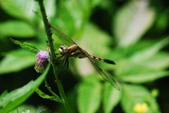 Orthetrum albistylum