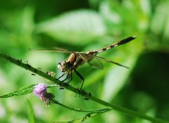 Orthetrum albistylum
