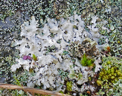 Parmotrema subisidiosum