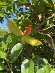 Sterculia lanceolata