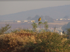 Sturnella magna auropectoralis