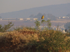 Sturnella magna auropectoralis