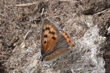 Lycaena phlaeas