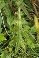 Puccinia cnici