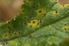 Puccinia cnici