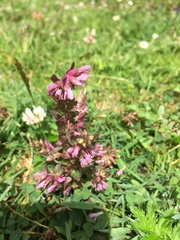 Odontites vulgaris