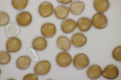 Puccinia cnici