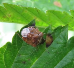 Cosmopepla intergressa