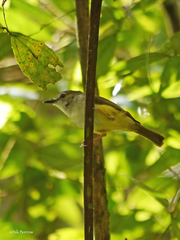 Gerygone chrysogaster