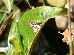Ariconias glaphyra