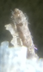 Erpetogomphus bothrops