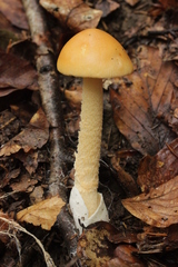 Amanita crocea