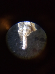 Erpetogomphus bothrops