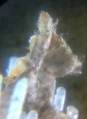 Erpetogomphus bothrops