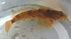 Cottus caeruleomentum