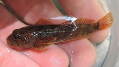 Cottus caeruleomentum