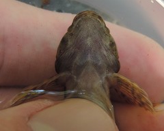 Cottus caeruleomentum
