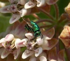 Perilampidae