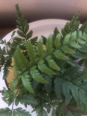 Asplenium adiantum-nigrum