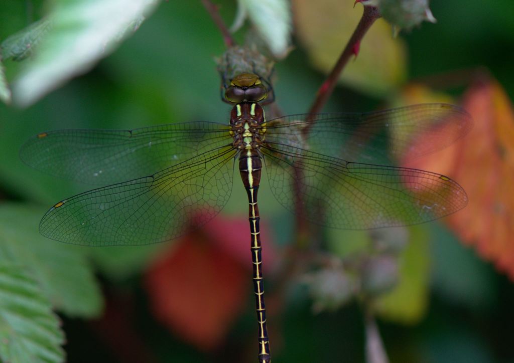 Cephalaeschna orbifrons