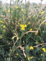 Medicago falcata