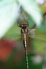 Cephalaeschna orbifrons