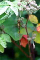 Cephalaeschna orbifrons