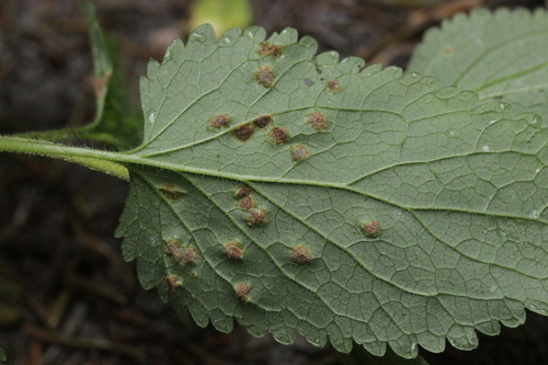 Puccinia annularis