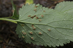 Puccinia annularis