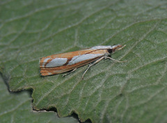 Catoptria permutatellus